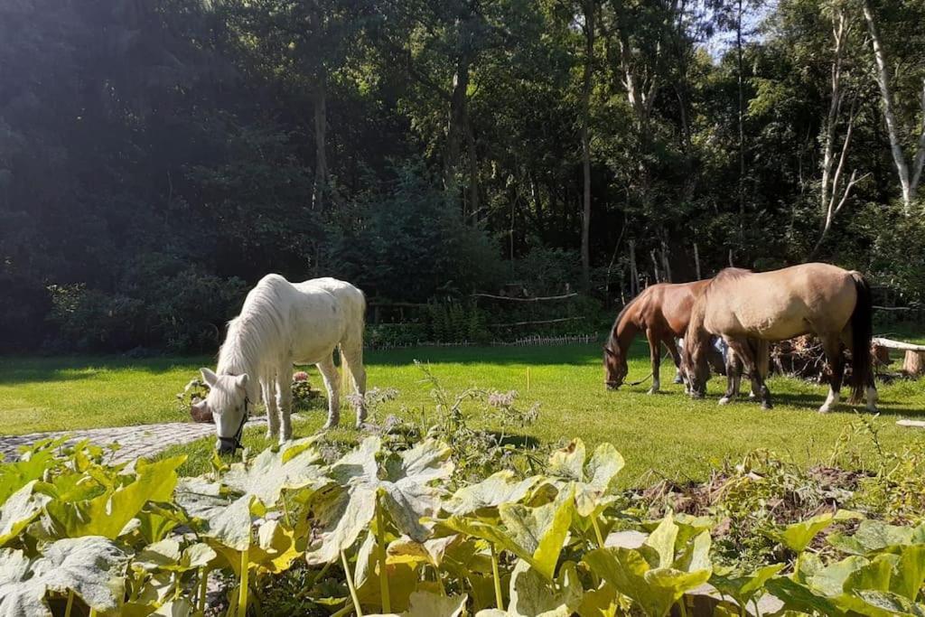 Poggenhagen Urlaub Mitten In Der Natur Neustadt am Rübenberge Exteriör bild